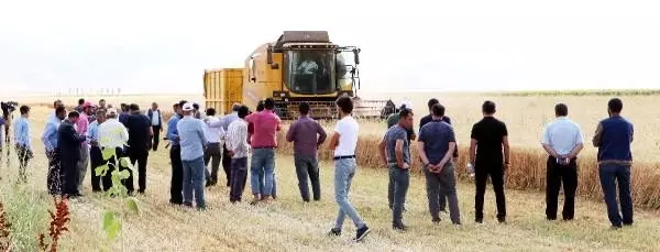 Vali, tarlada buğday biçti