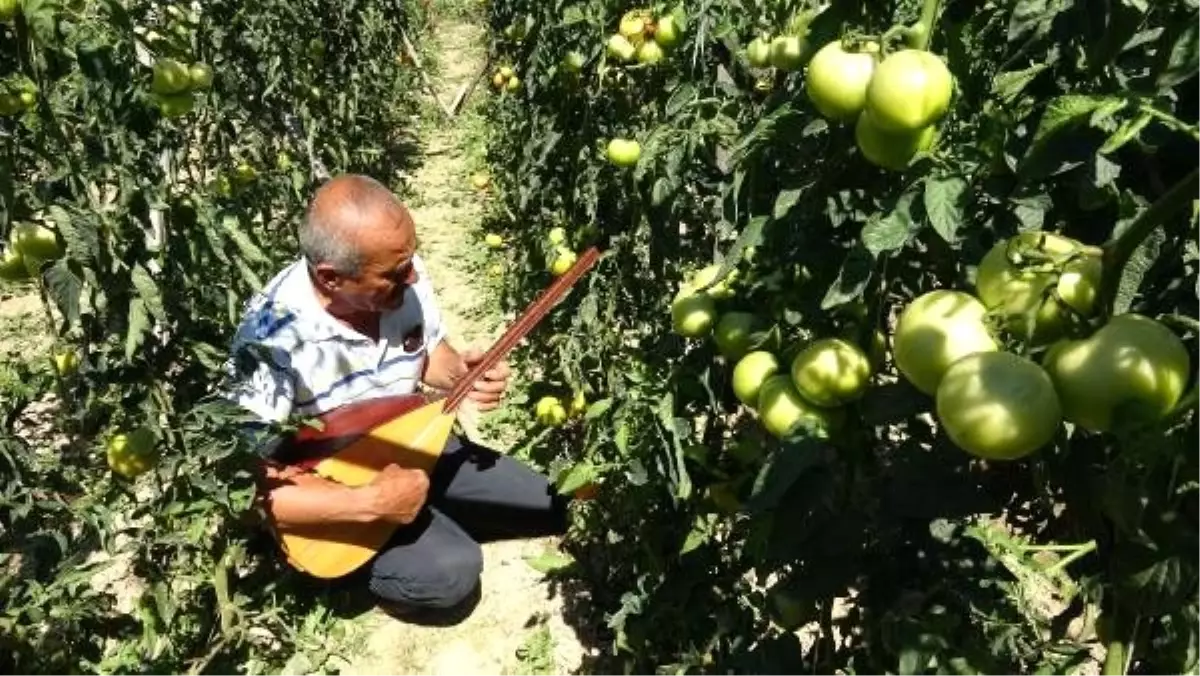 Verimin Artmasi Icin Bahcesinde Ve Kumesinde Saz Caliyor Haber