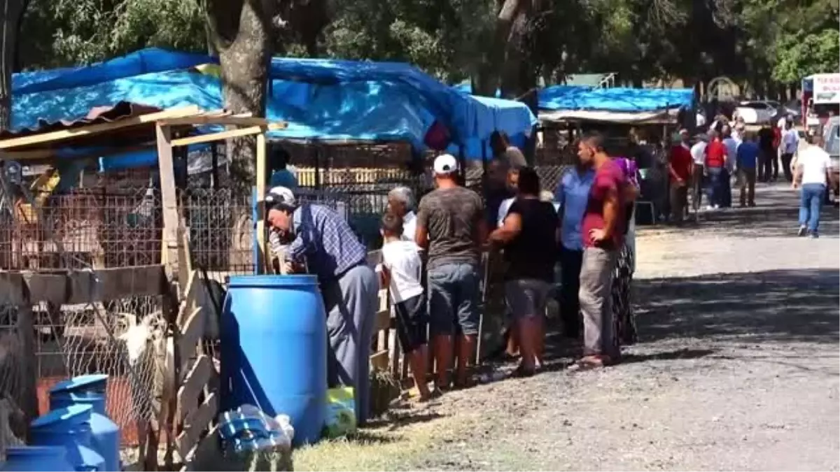 Bir tonluk 'Paşa' alıcısını bekliyor