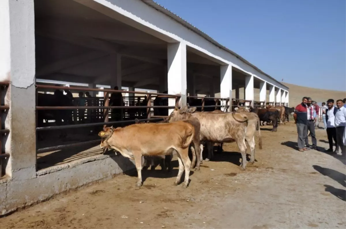 Bulanık'ta kurbanlık satışlarında durgunluk