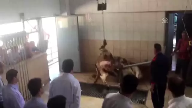 MEB'den 31 bin vatandaşa 'kurban kesim' eğitimi MEB'den 31 bin vatandaşa 'kurban kesim' eğitimi