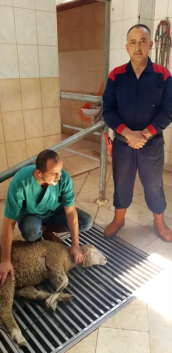 MEB'den 31 bin vatandaşa 'kurban kesim' eğitimi MEB'den 31 bin vatandaşa 'kurban kesim' eğitimi