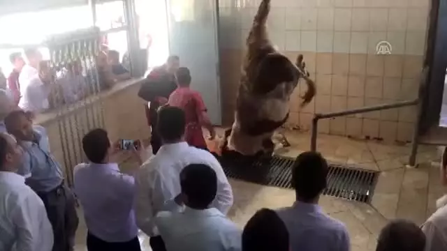 MEB'den 31 bin vatandaşa 'kurban kesim' eğitimi MEB'den 31 bin vatandaşa 'kurban kesim' eğitimi
