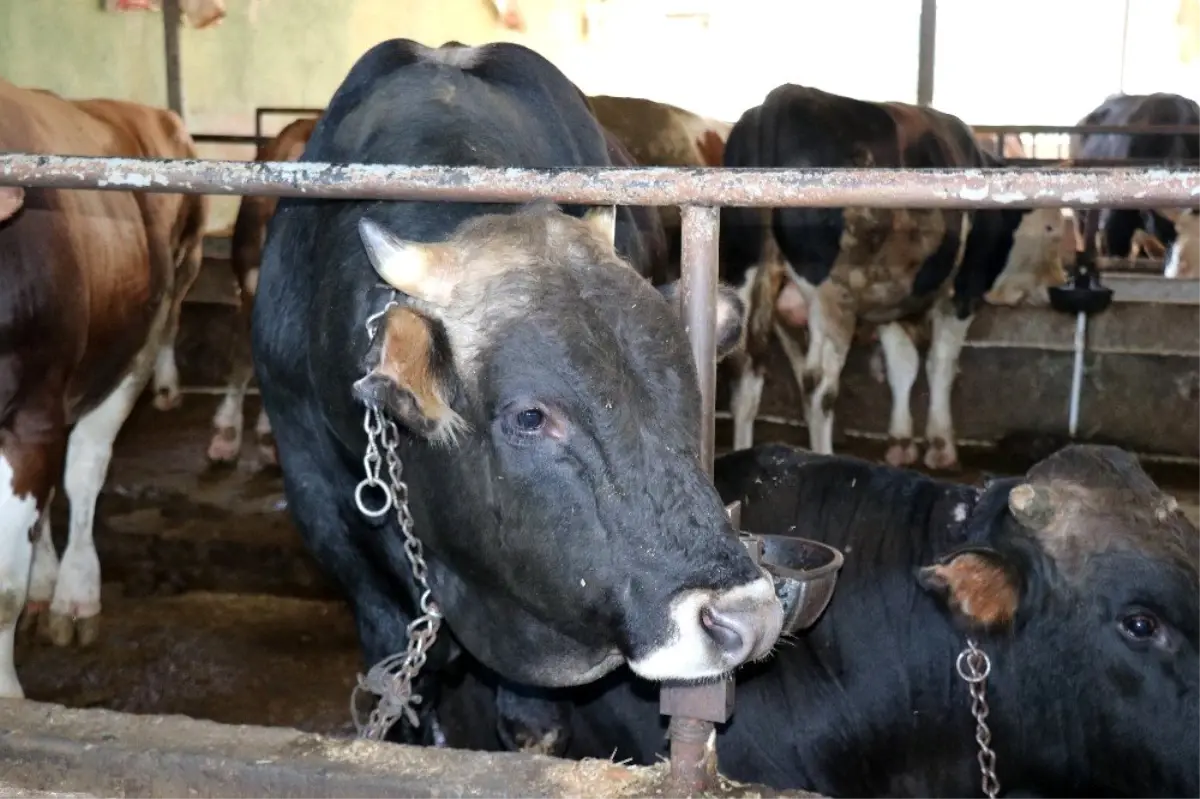 (Özel) Veterinerler kurbanları 'Rueff tekniğiyle' yatırmayı öneriyor
