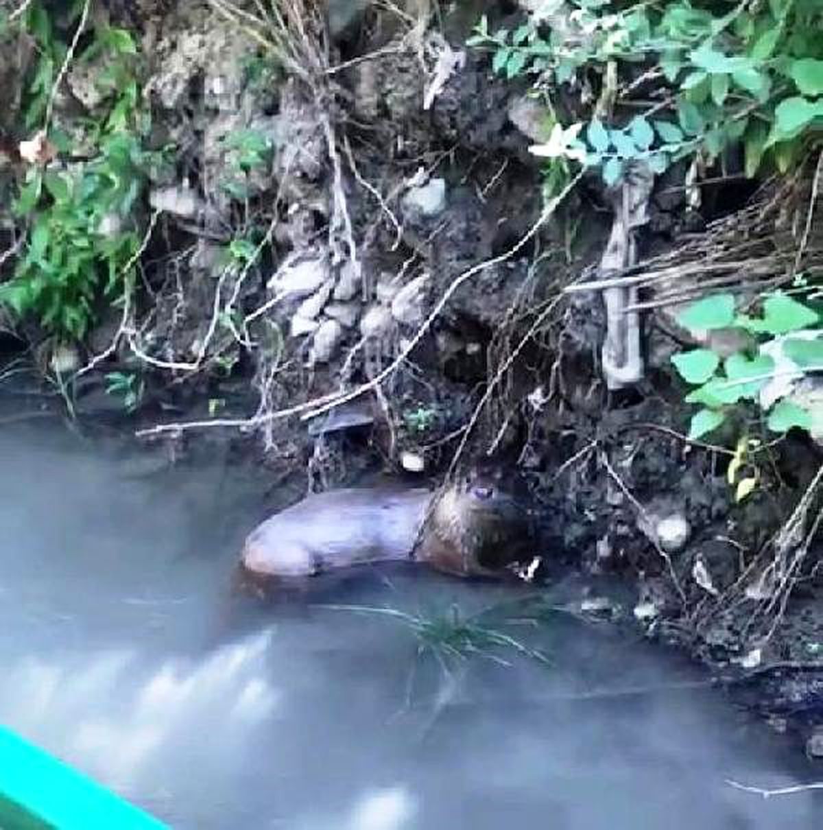 Şırnak'ta, nesli tükenmekte olan su samuru görüldü