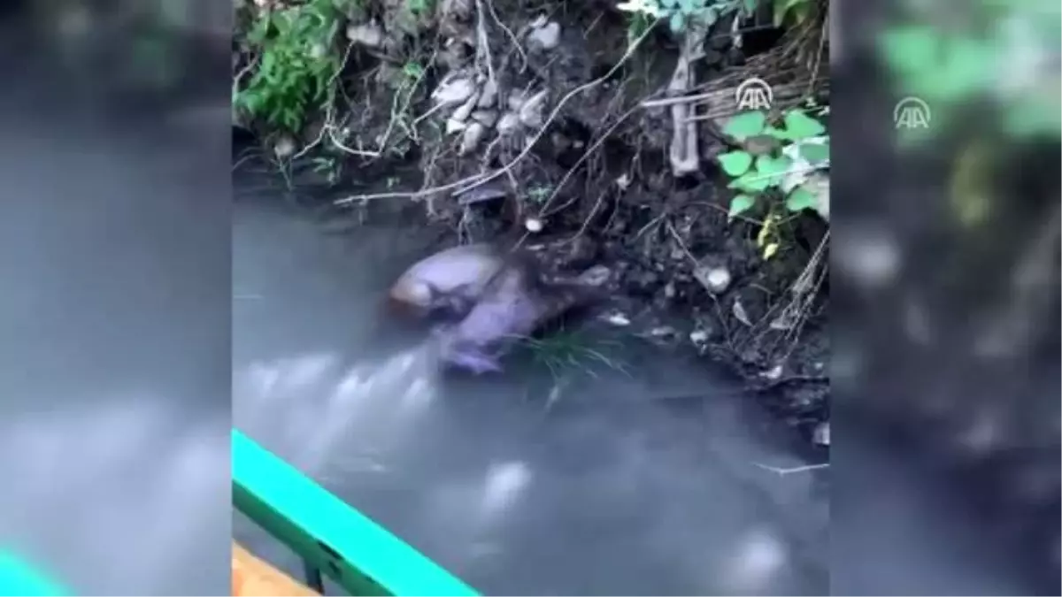 Şırnak'ta su samuru görüntülendi