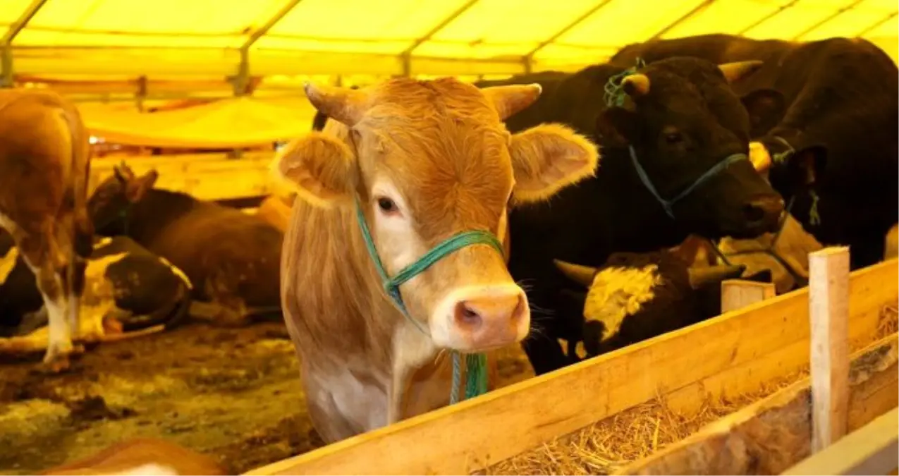 Kurban kesme kurallarına uymayanlara 1794 lira para cezası uygulanacak