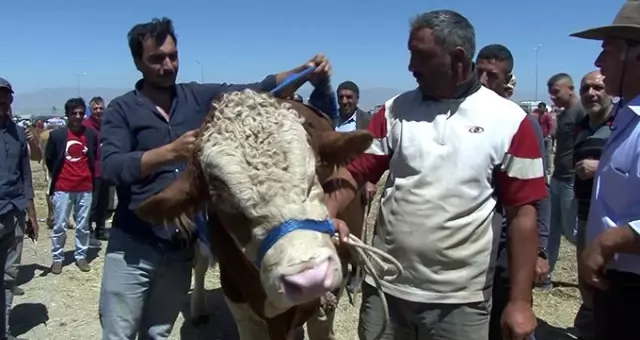 1 buçuk tonluk 'Dadaş boğa' otomobil fiyatına alıcısını bekliyor