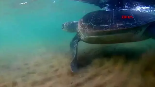 ANTALYA KKTC'NİN CARETTA MELEKLERİ ANTALYA KKTC'NİN CARETTA MELEKLERİ