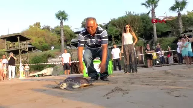 ANTALYA KKTC'NİN CARETTA MELEKLERİ ANTALYA KKTC'NİN CARETTA MELEKLERİ