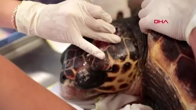 ANTALYA KKTC'NİN CARETTA MELEKLERİ ANTALYA KKTC'NİN CARETTA MELEKLERİ