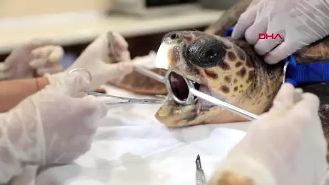ANTALYA KKTC'NİN CARETTA MELEKLERİ ANTALYA KKTC'NİN CARETTA MELEKLERİ