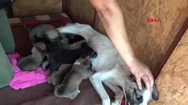 EDİRNE ’BAYRAM HARÇLIKLARINIZLA SOKAK HAYVANLARINA MAMA HEDİYE EDİN’