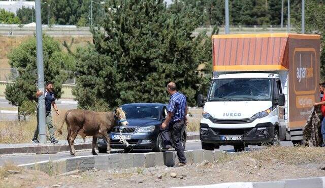 Erzurum'da kaçan kurbanlık boğa güçlükle yakalandı