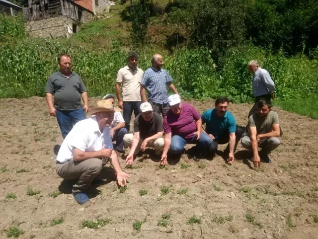 Giresun'un ilk kekik tarlası oluşturuldu Giresun'un ilk kekik tarlası oluşturuldu