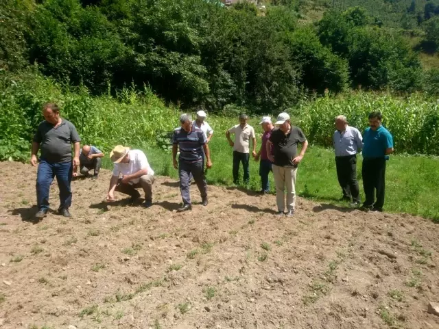 Giresun'un ilk kekik tarlası oluşturuldu Giresun'un ilk kekik tarlası oluşturuldu