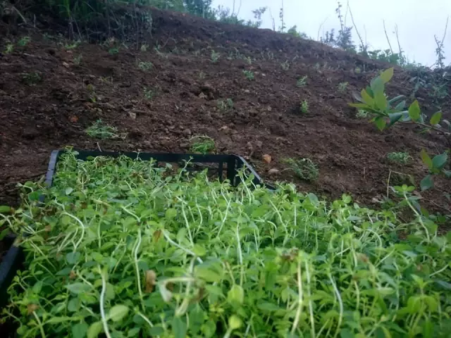 Giresun'un ilk kekik tarlası oluşturuldu Giresun'un ilk kekik tarlası oluşturuldu
