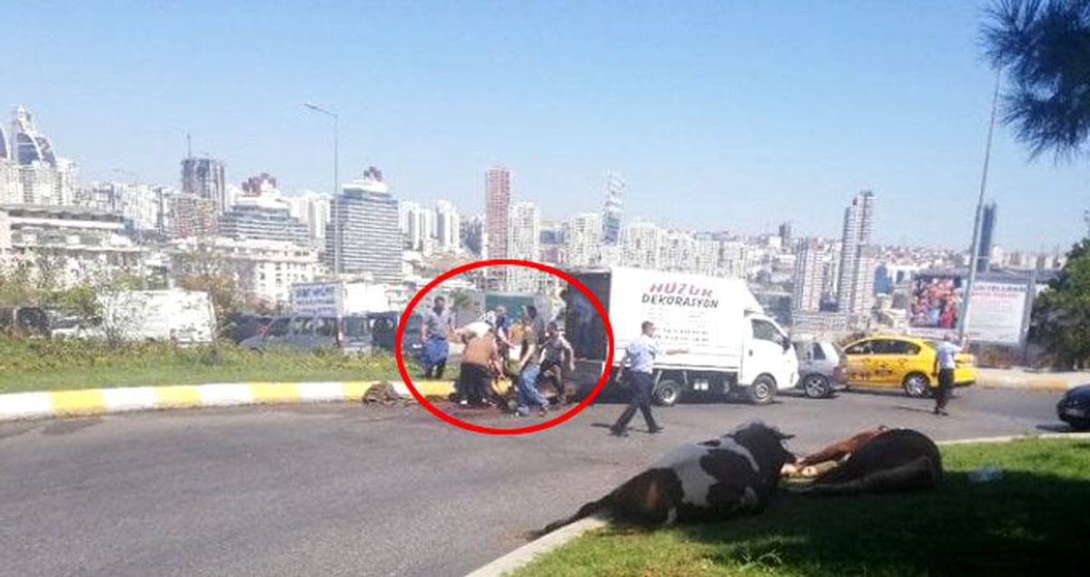 Havasız kalan kurbanlık, telef olmasın diye cadde ortasında kesildi