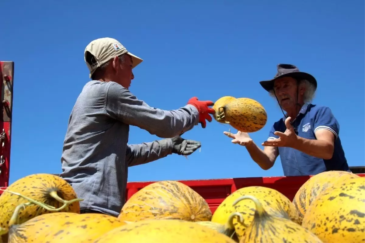 Konya Ovasında kavun hasadı zamanı
