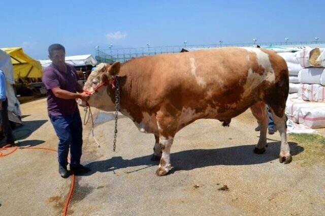 Kurban pazarının 1,5 tonluk 'Aslan'ı, rekor fiyata satıldı