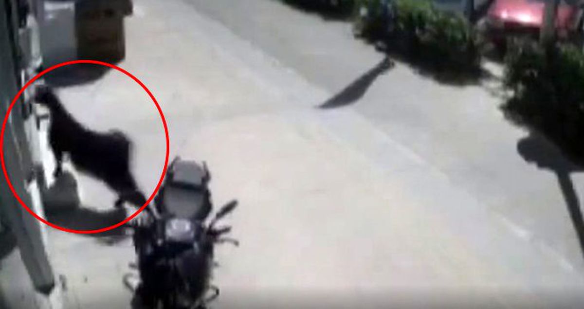 Mağazaya giren kurbanlık keçi, vitrin camını kırdı