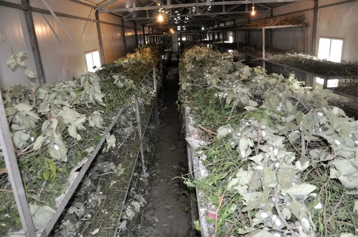 Sason'da ipek böceği yetiştiriciliği gelişiyor