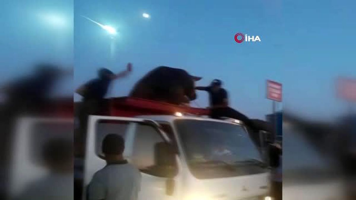 Sultangazi'de kurbanlık dana böyle kaçmaya çalıştı