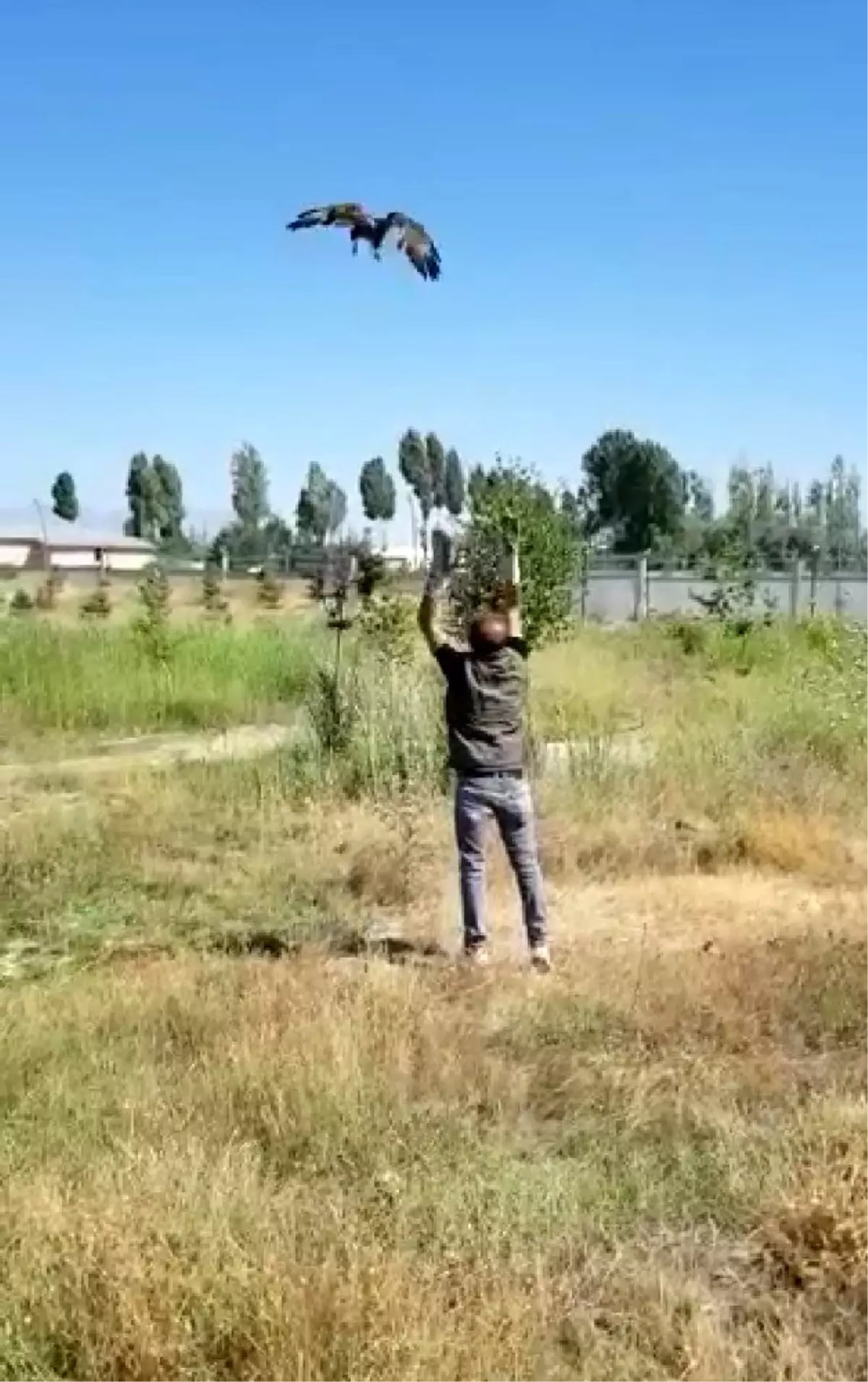 Tedavisi tamamlanan Kızıl Şahin doğaya salındı