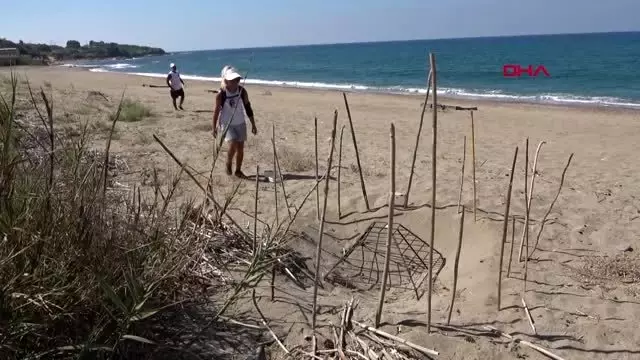 ANTALYA ALANYA'DA CARETTA CARETTALAR YUMURTADAN ÇIKTI