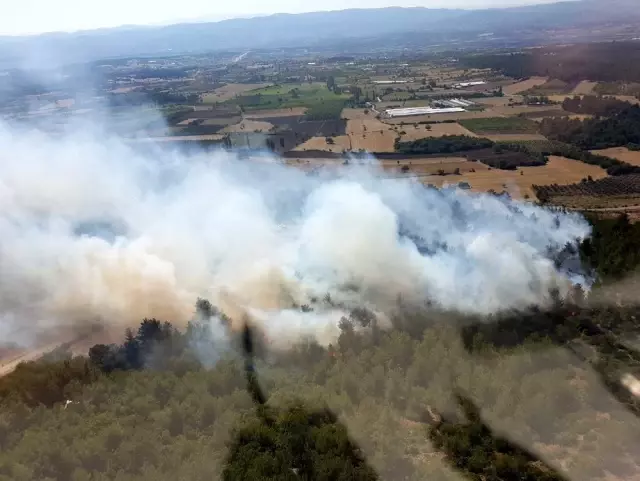Balıkesir'de orman yangını