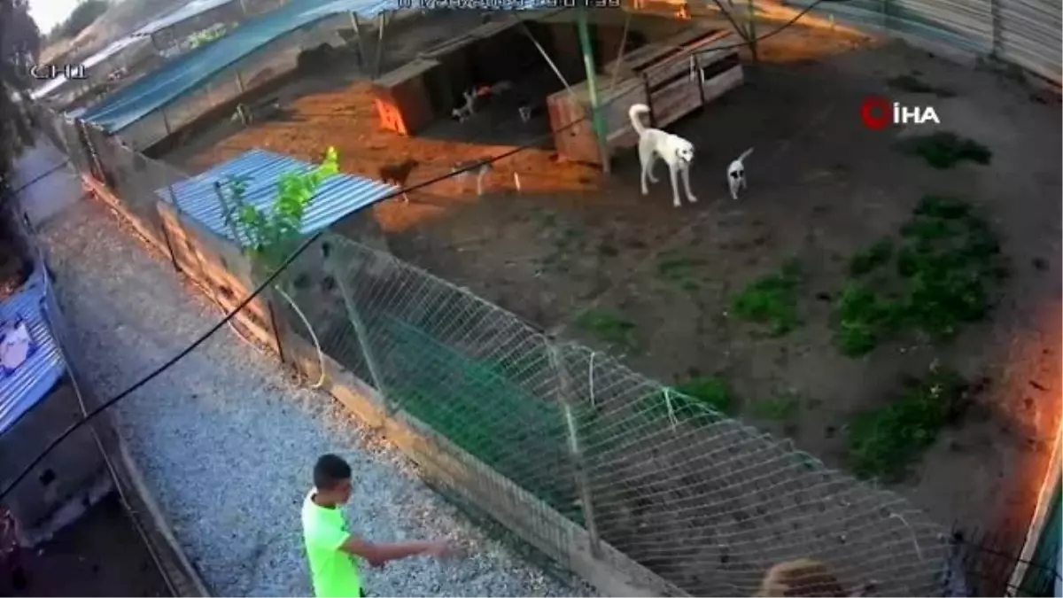 Barınağa giren hırsızlar pitbull cinsi köpekleri çalıp kaçtı