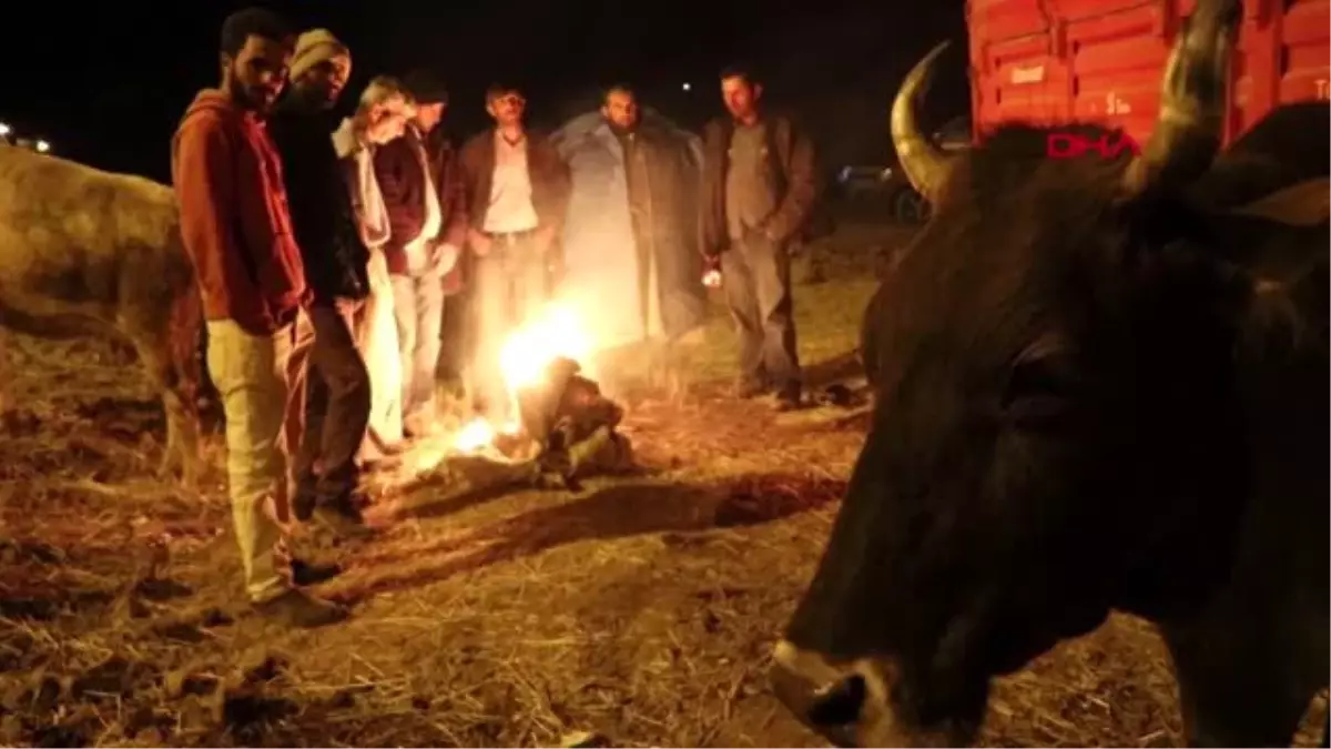 ERZURUM ACEMİ KASAPLAR KENDİLERİNİ YARALADI, KAÇAN BOĞALAR KOVALANDI