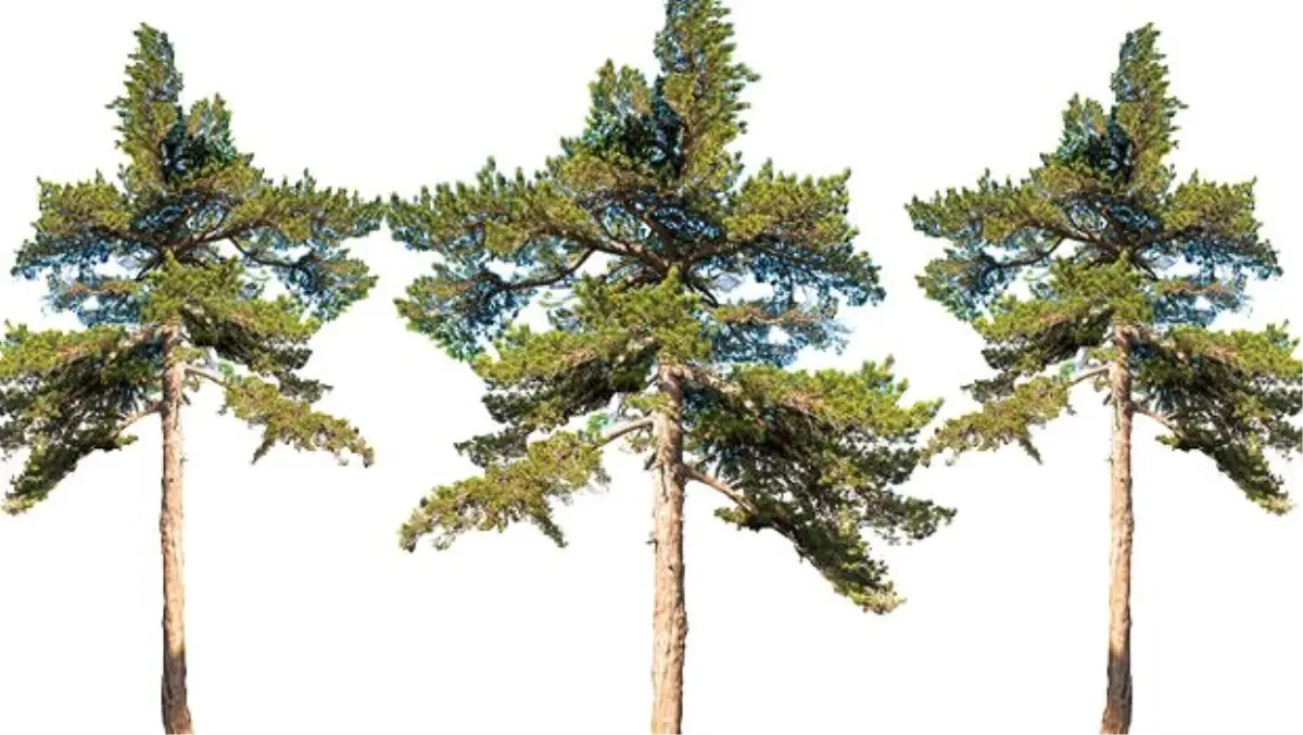 İçindeymişik, yeşilmişik