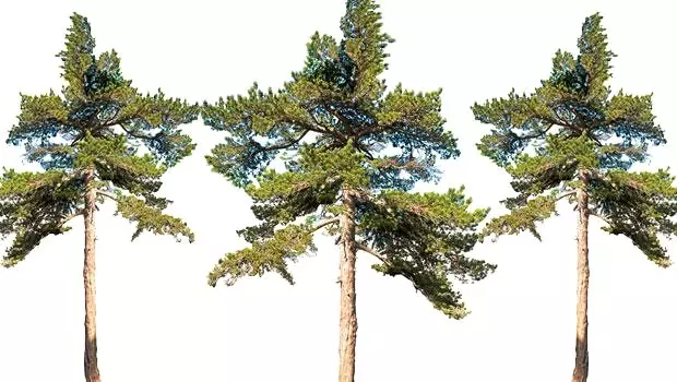 İçindeymişik, yeşilmişik