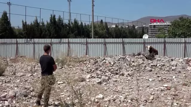 İZMİR'DE KAÇAN DANA, TABANCAYLA SAKİNLEŞTİRİCİ İĞNE SIKILARAK YAKALANDI