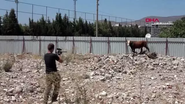 İZMİR'DE KAÇAN DANA, TABANCAYLA SAKİNLEŞTİRİCİ İĞNE SIKILARAK YAKALANDI