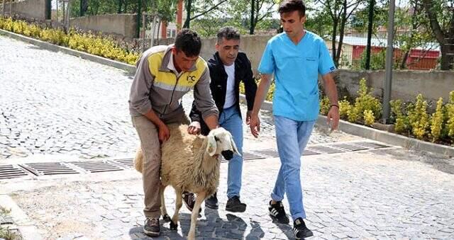 Sahibinin elinden kaçan koyun soluğu acil serviste aldı