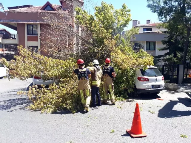 Florya'da bir ağaç, 3 aracın üzerine devrildi Florya'da bir ağaç, 3 aracın üzerine devrildi