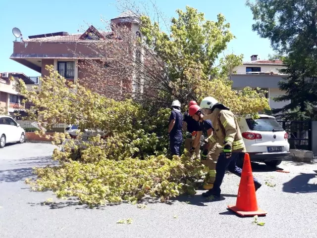 Florya'da bir ağaç, 3 aracın üzerine devrildi Florya'da bir ağaç, 3 aracın üzerine devrildi