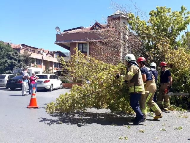 Florya'da bir ağaç, 3 aracın üzerine devrildi Florya'da bir ağaç, 3 aracın üzerine devrildi