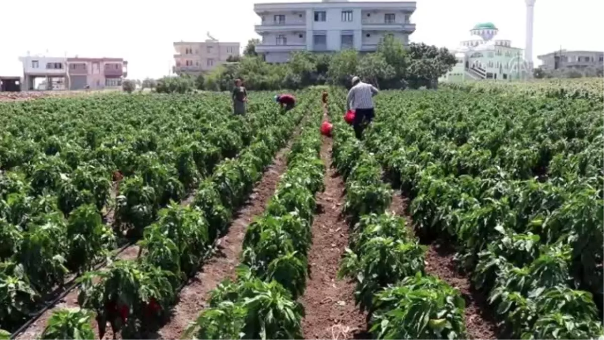 Rekoltesi artan kırmızı biber üreticileri sevindirdi