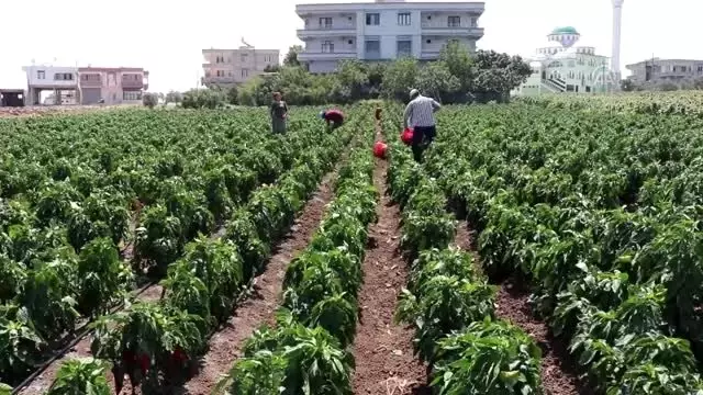 Rekoltesi artan kırmızı biber üreticileri sevindirdi