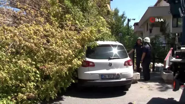 Şiddetli rüzgara dayanamayan ağaç 3 aracın üzerine devrildi Şiddetli rüzgara dayanamayan ağaç 3 aracın üzerine devrildi