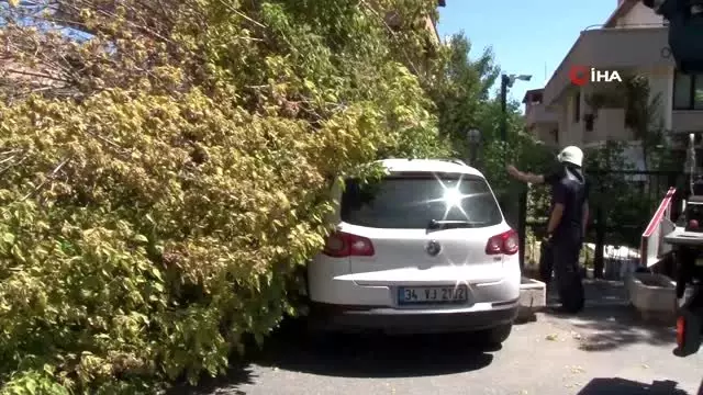 Şiddetli rüzgara dayanamayan ağaç 3 aracın üzerine devrildi Şiddetli rüzgara dayanamayan ağaç 3 aracın üzerine devrildi