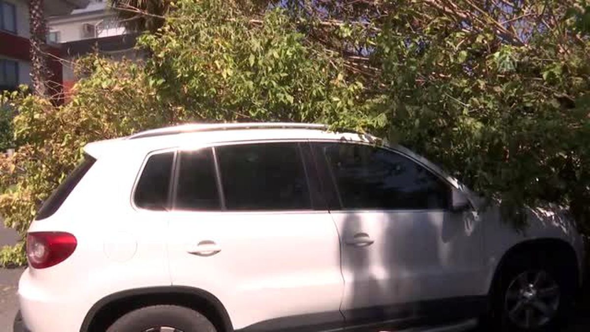 Üzerine ağaç devrilen 3 otomobil hasar gördü