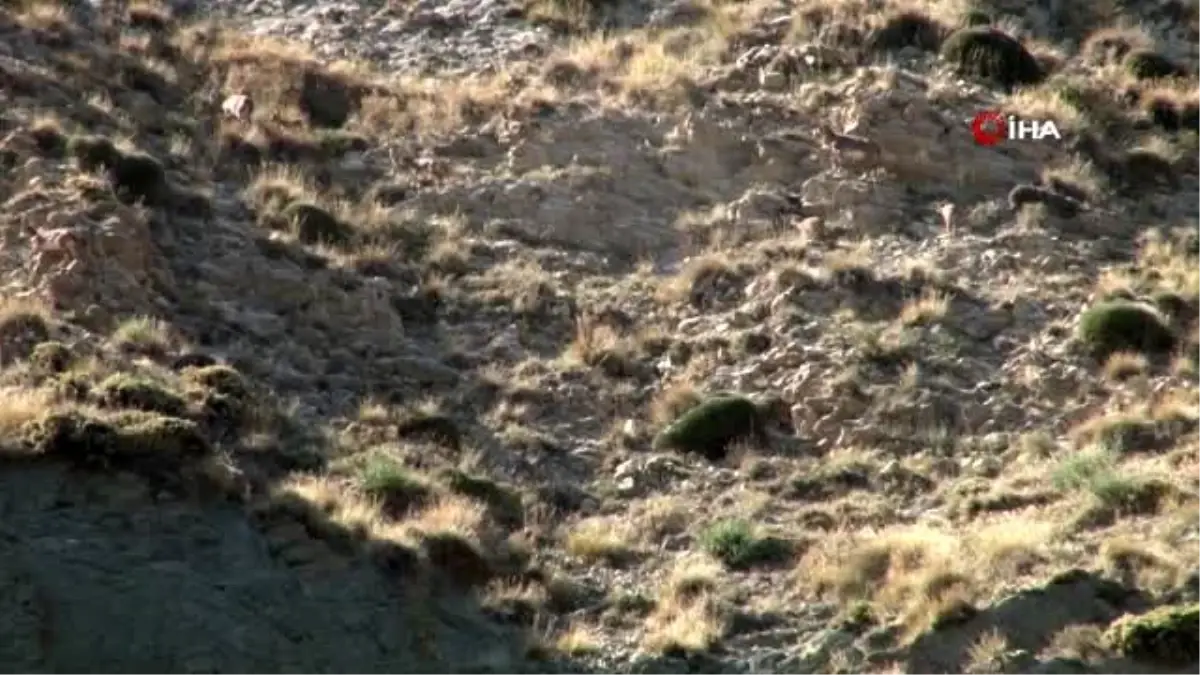 Yaban keçisi sürüsü kameralara yansıdı