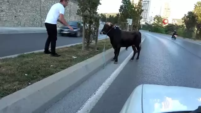 E-5 karayolunda 15 km kaçan boğayı yakalamak için ekipler seferber oldu
