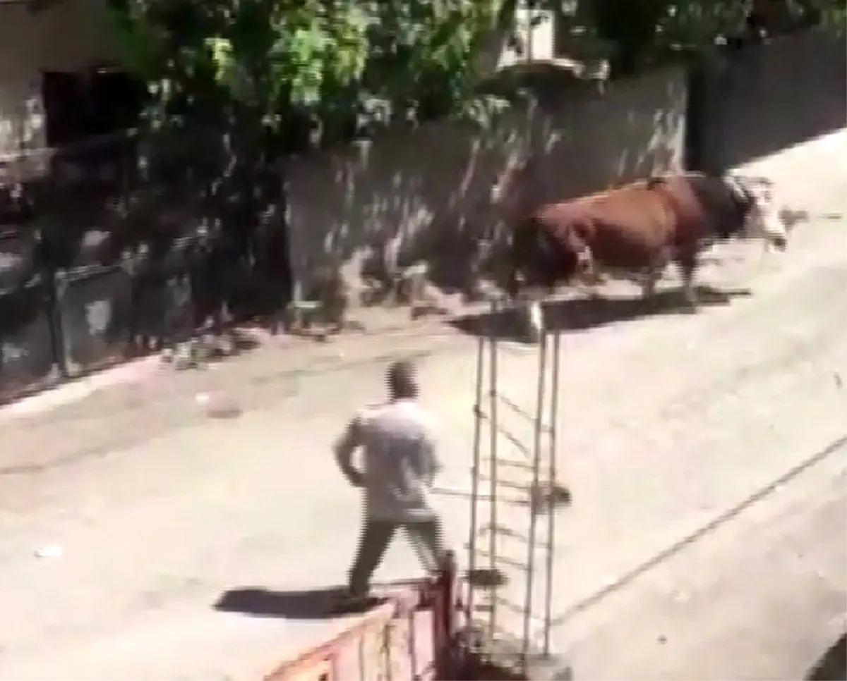 Kızgın boğa yanına kimseyi yaklaştırmadı