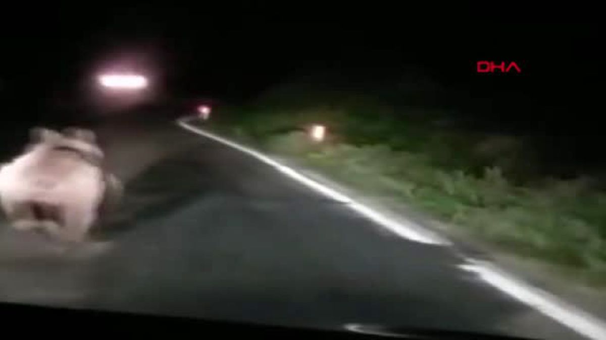 BARTIN Otomobilin önüne ayı çıktı