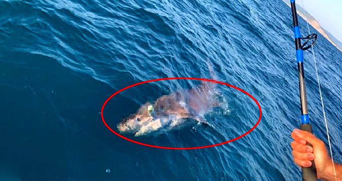 Çanakkale'de, oltasına 4 metre uzunlukta köpek balığı takılan denizci küçük dilini yutuyordu!